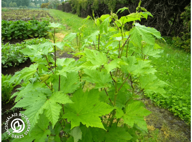 Filipendula kamtschatica